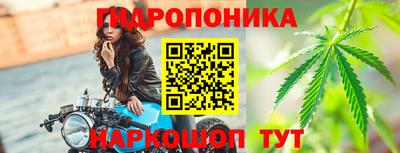 гашик Кингисепп